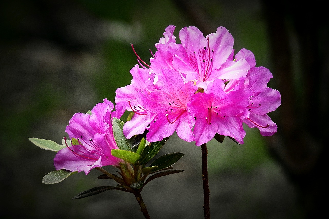 the beauty of nature  flowers  spring free photo