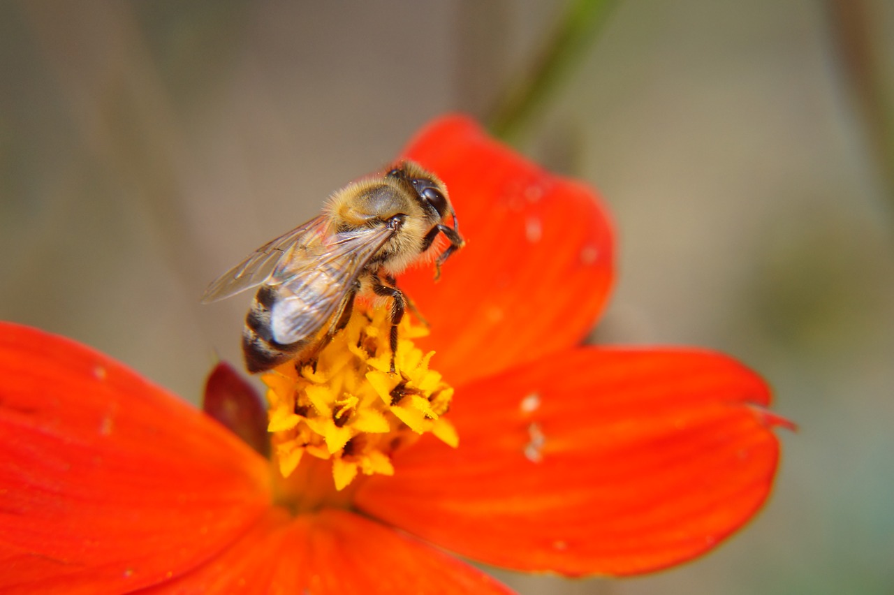 the bee bee pollination free photo