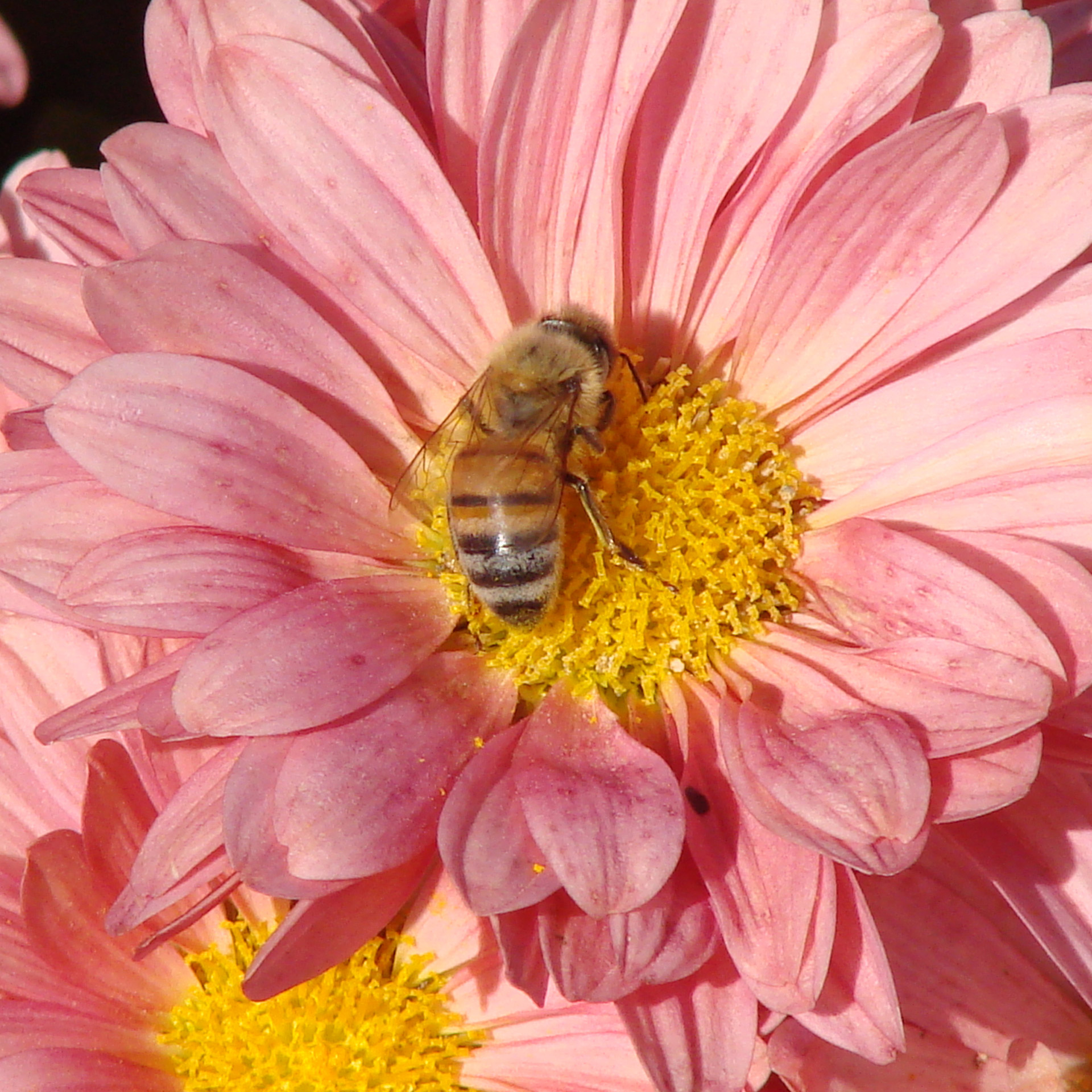 bee pollinating flower free photo