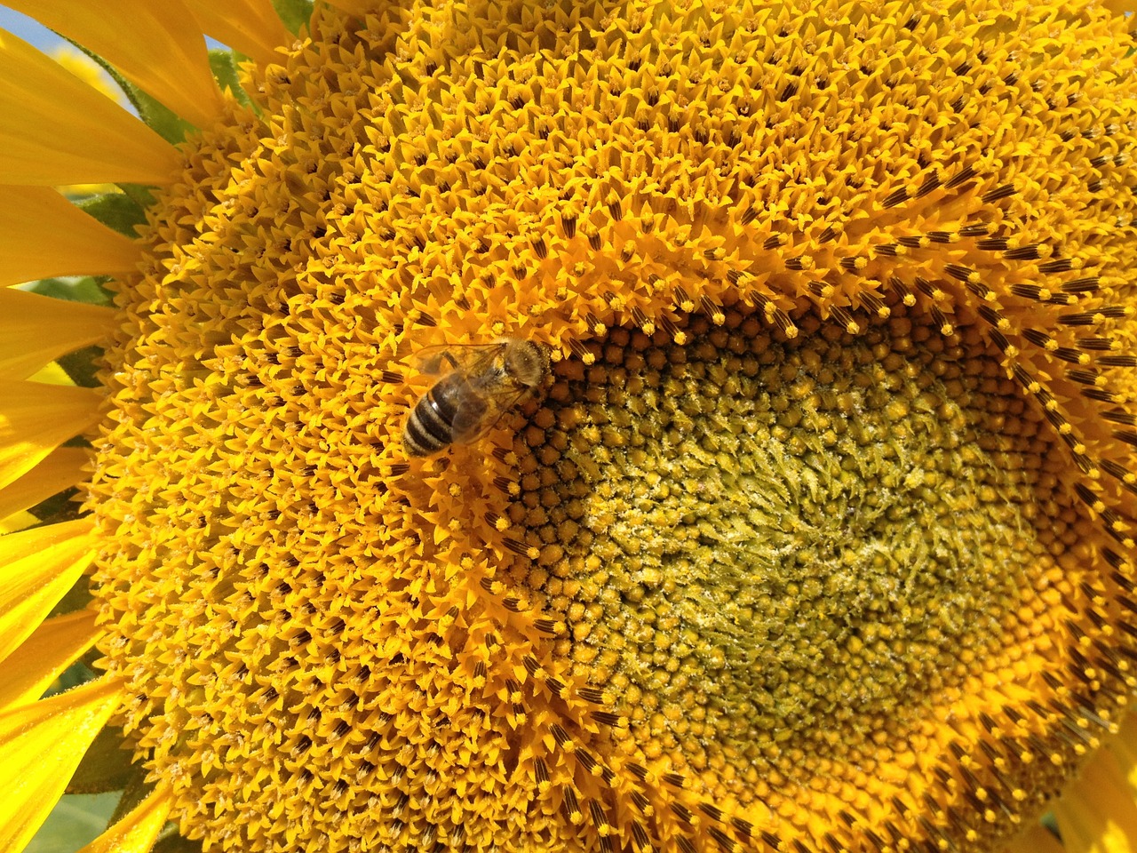 sunflower the bees insect free photo