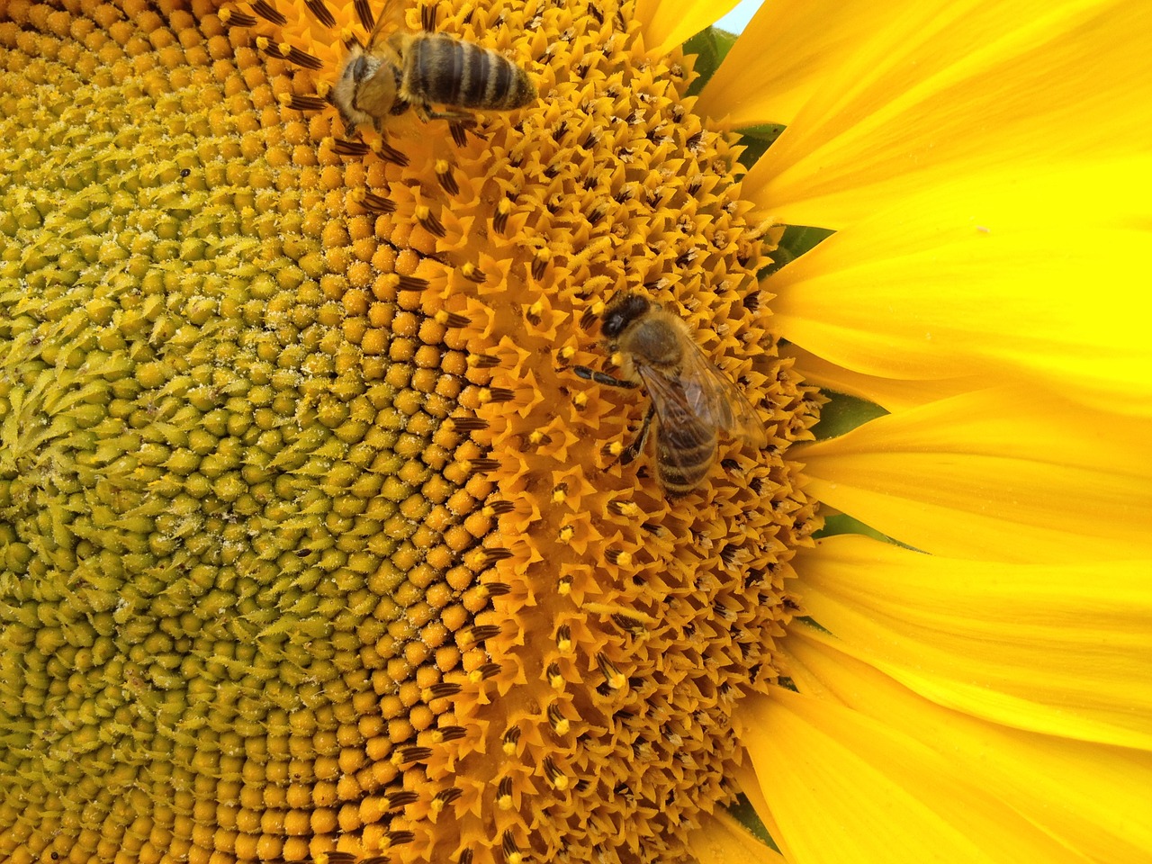 sunflower the bees insect free photo