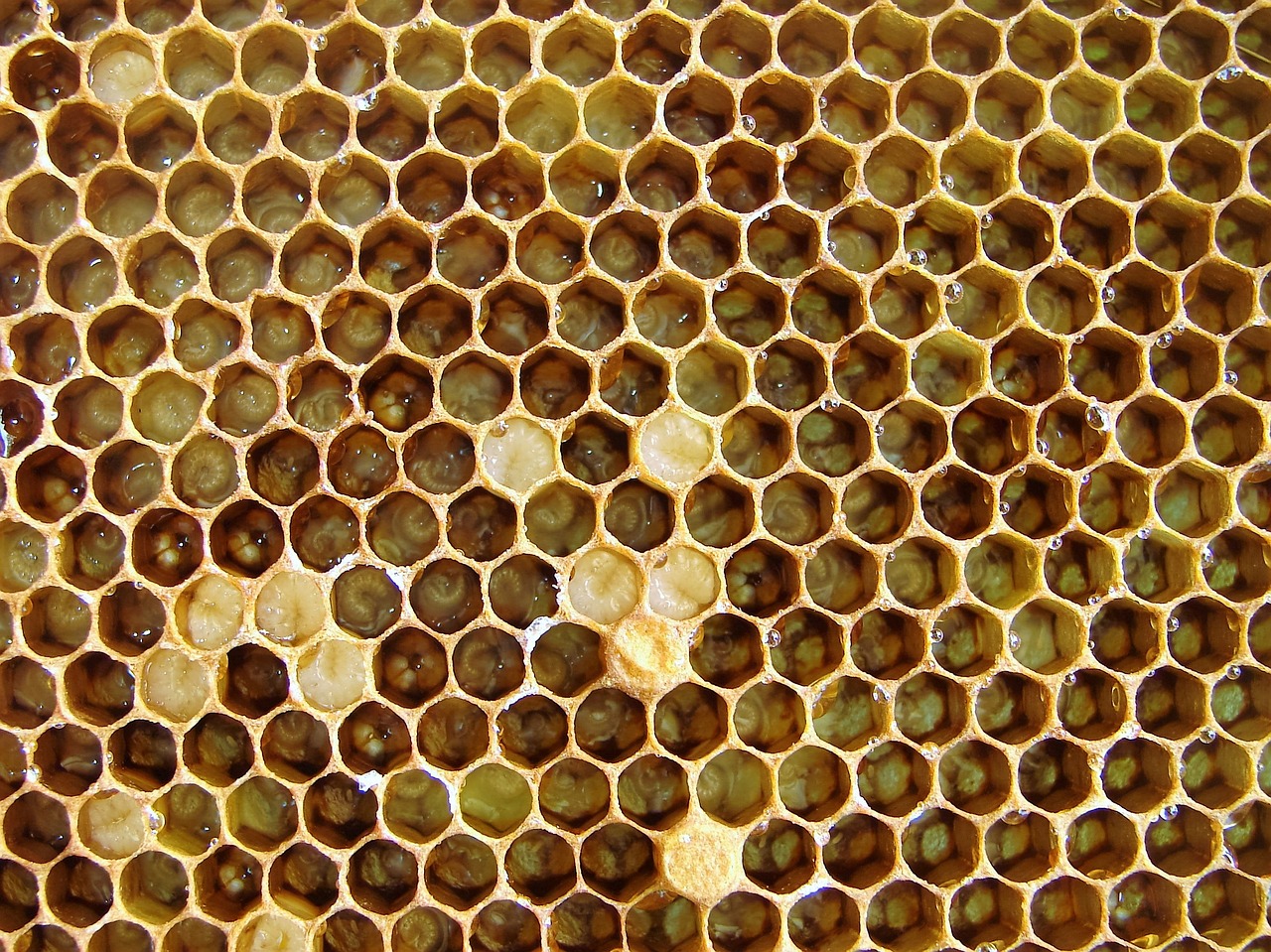 the bees larvae hatching free photo