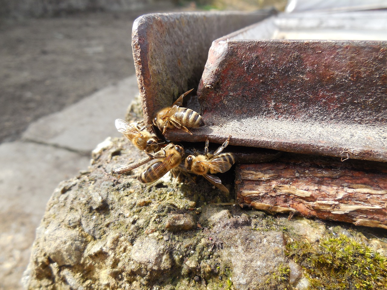 the bees insect macro free photo