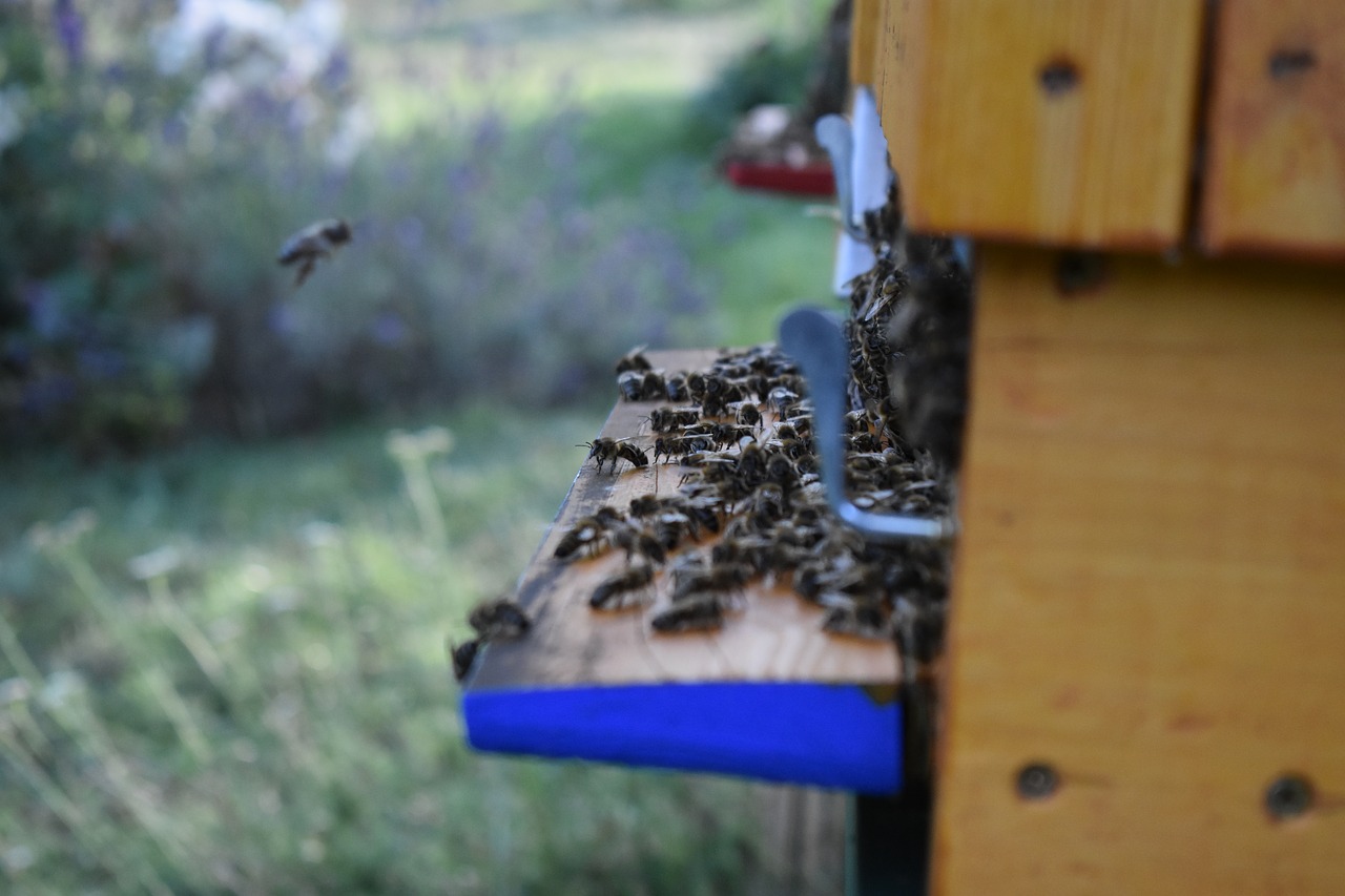the bees  the hive  beekeeping free photo
