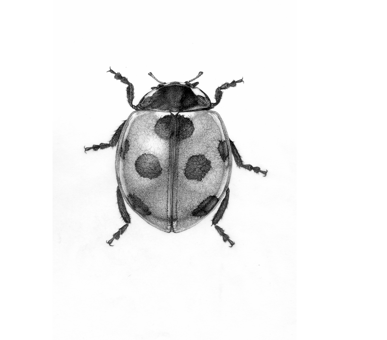 the beetle  insect  isolated free photo