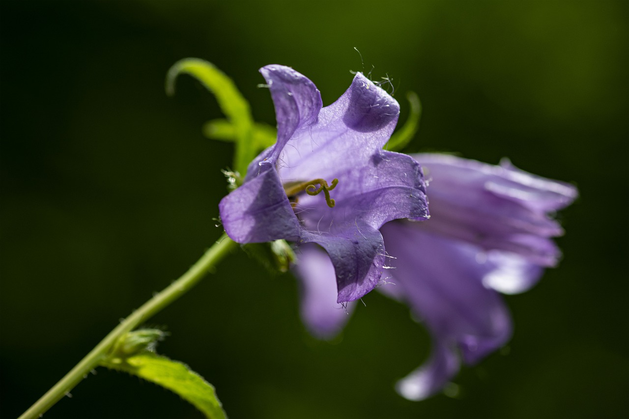 the bell  flower  nature free photo