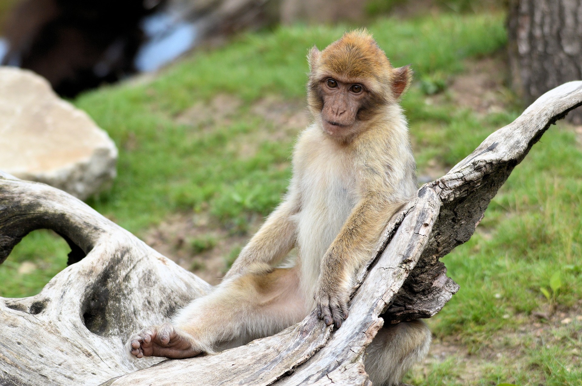 berber monkey ape free photo