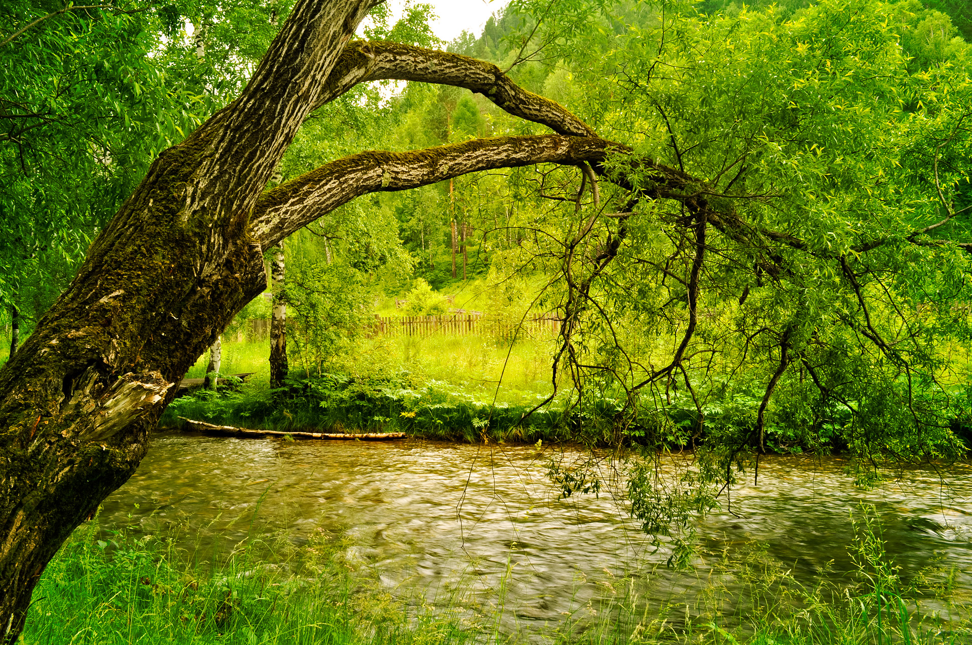 Tree branch river water reflection Free Image From Needpix