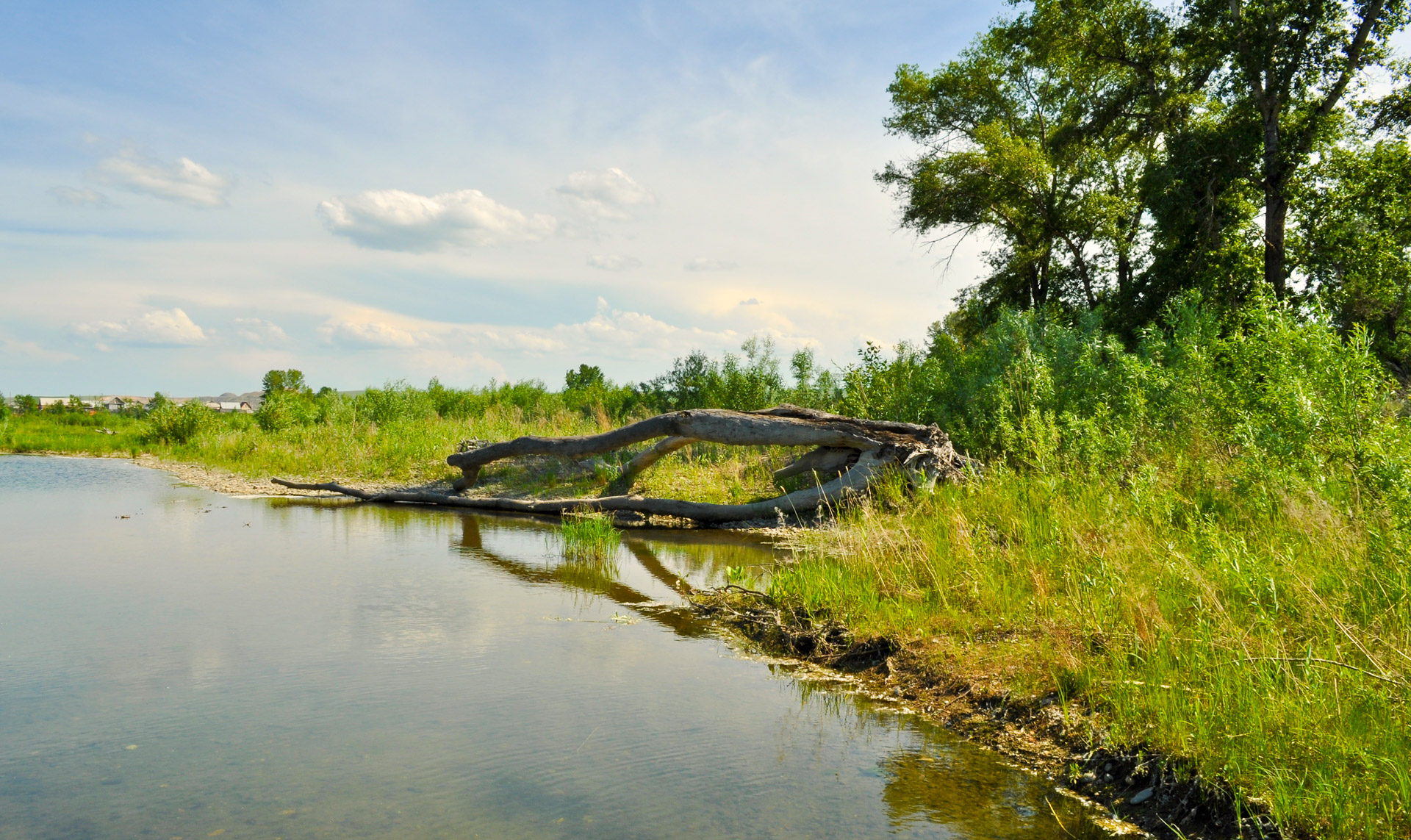 landscape summer log free photo