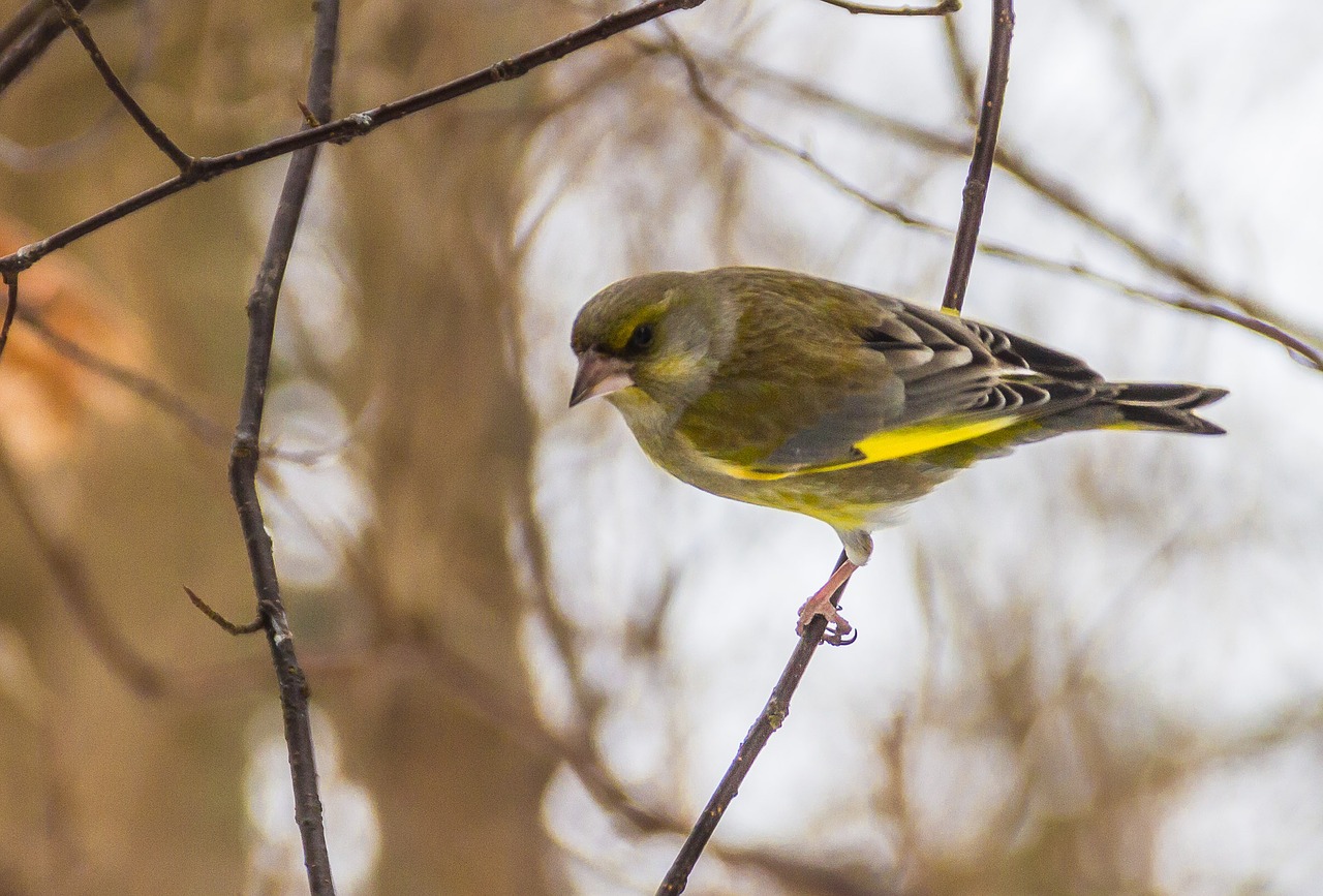 the birds wild animals nature free photo