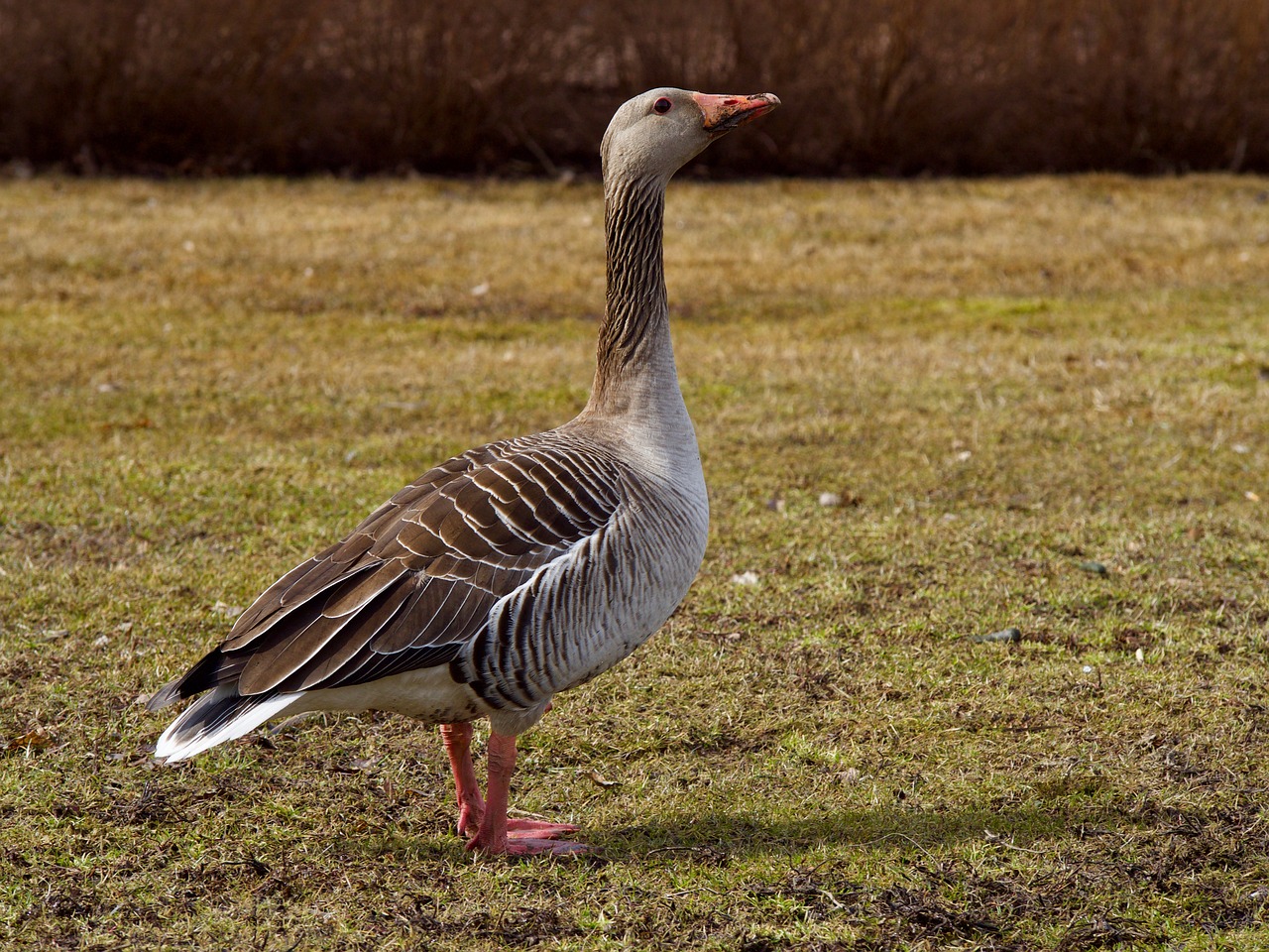 the birds  wild animals  nature free photo