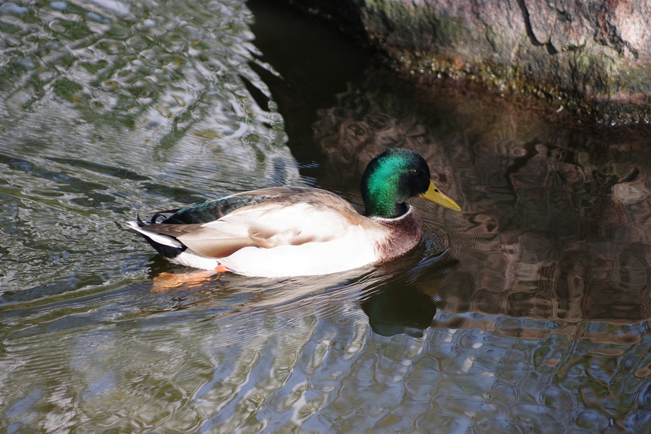 the birds  duck  water bodies free photo