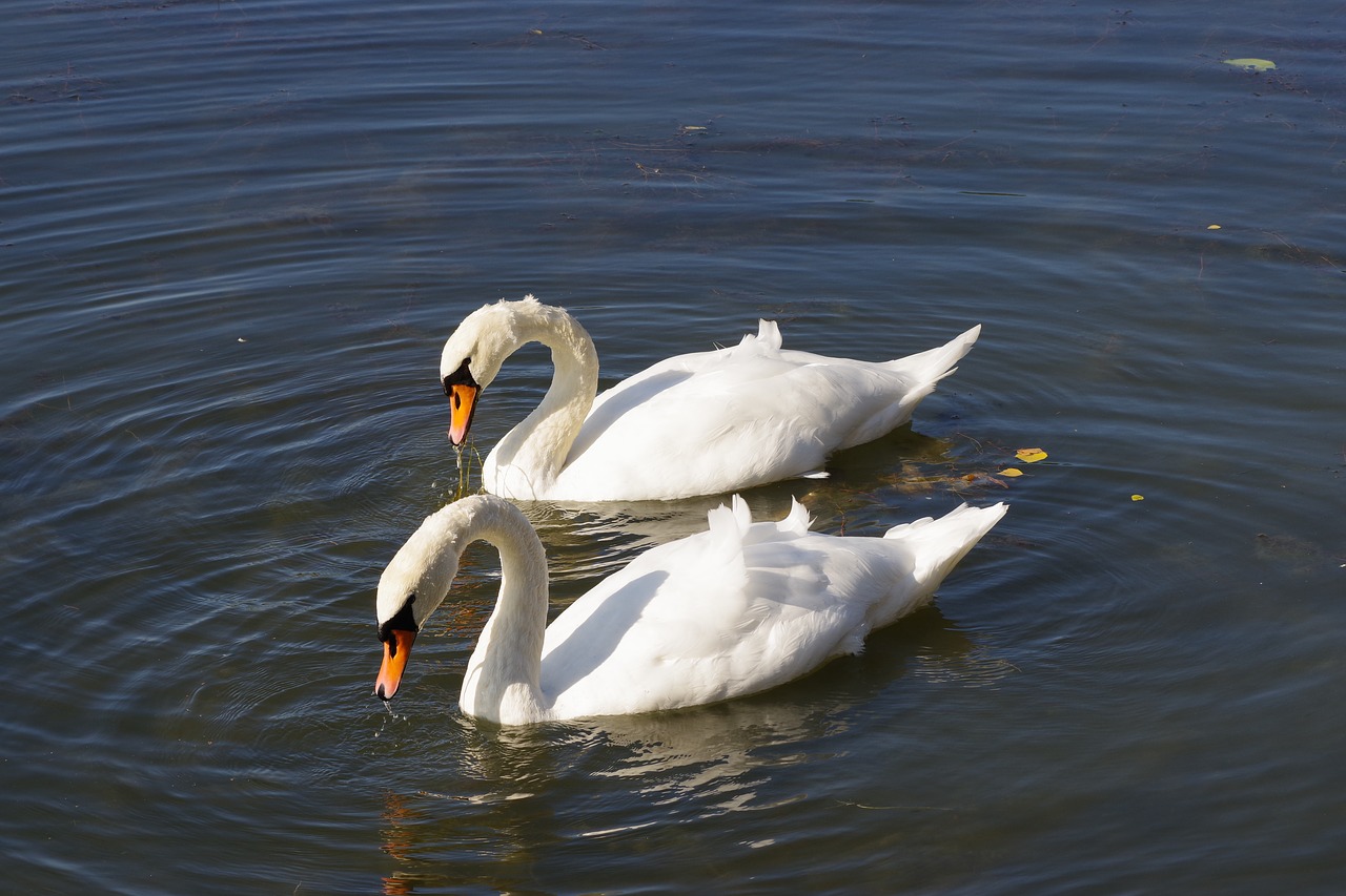 the birds  water bodies  lake free photo