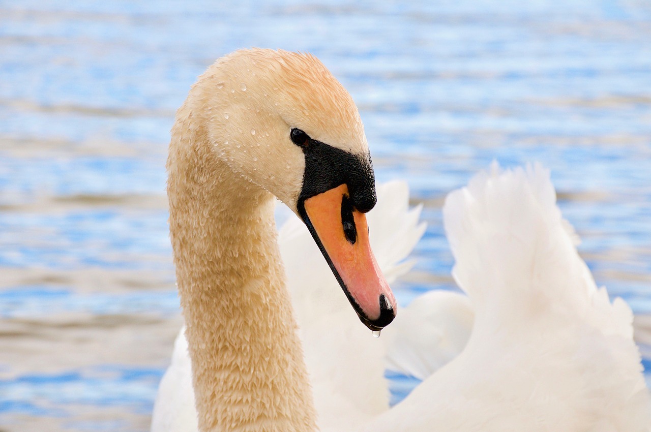 the birds  swans  nature free photo