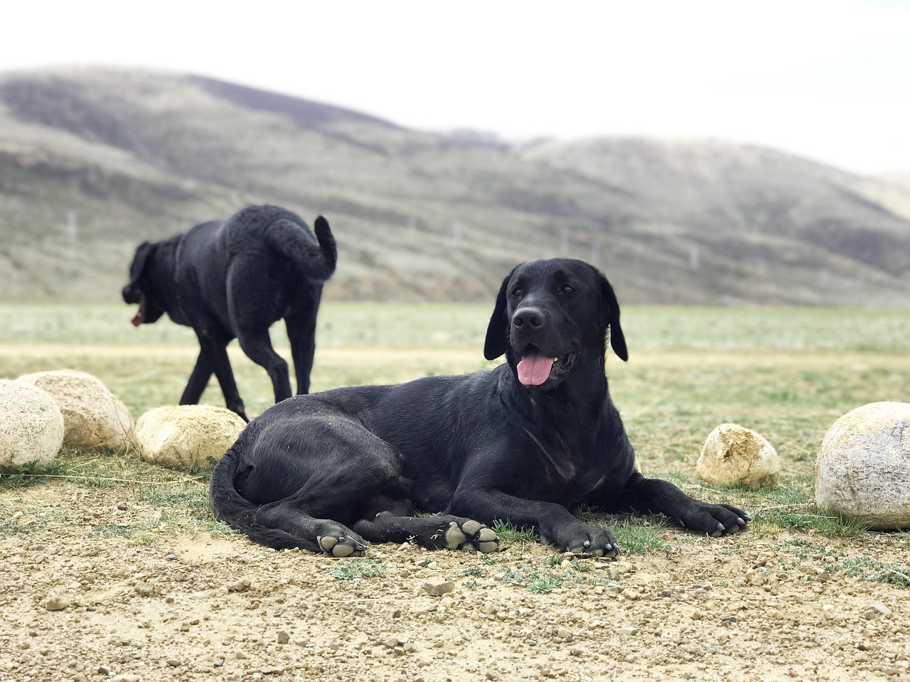 the black dog labrador prairie free photo