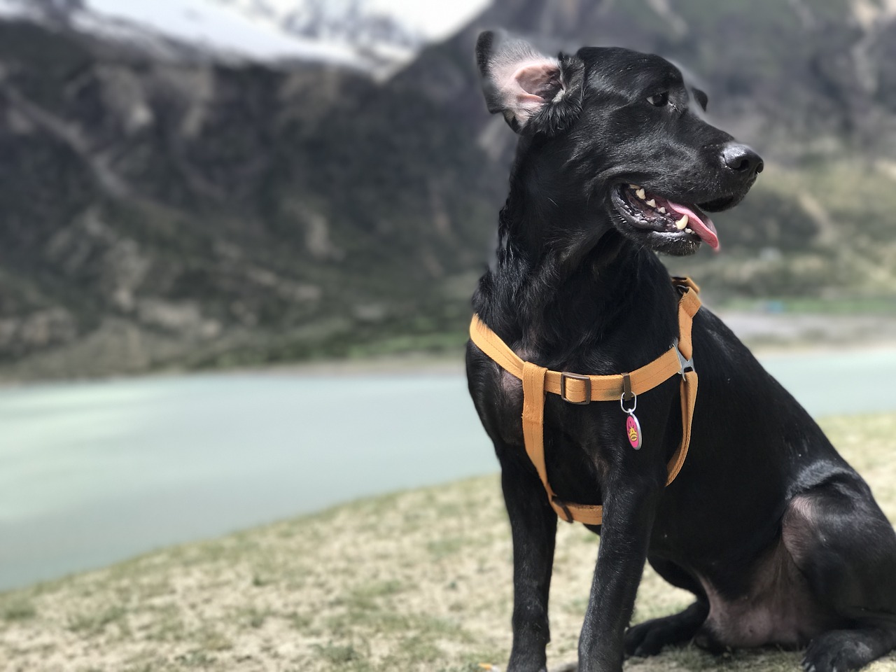 the black dog labrador lakefront free photo