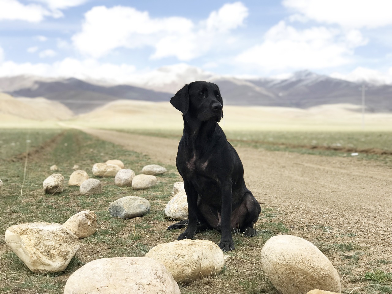 the black dog labrador prairie free photo