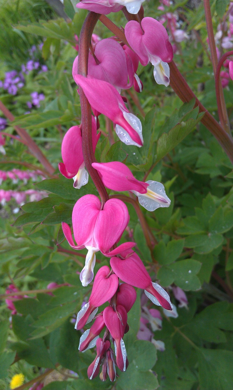 the bleeding heart dicentra broken heart free photo