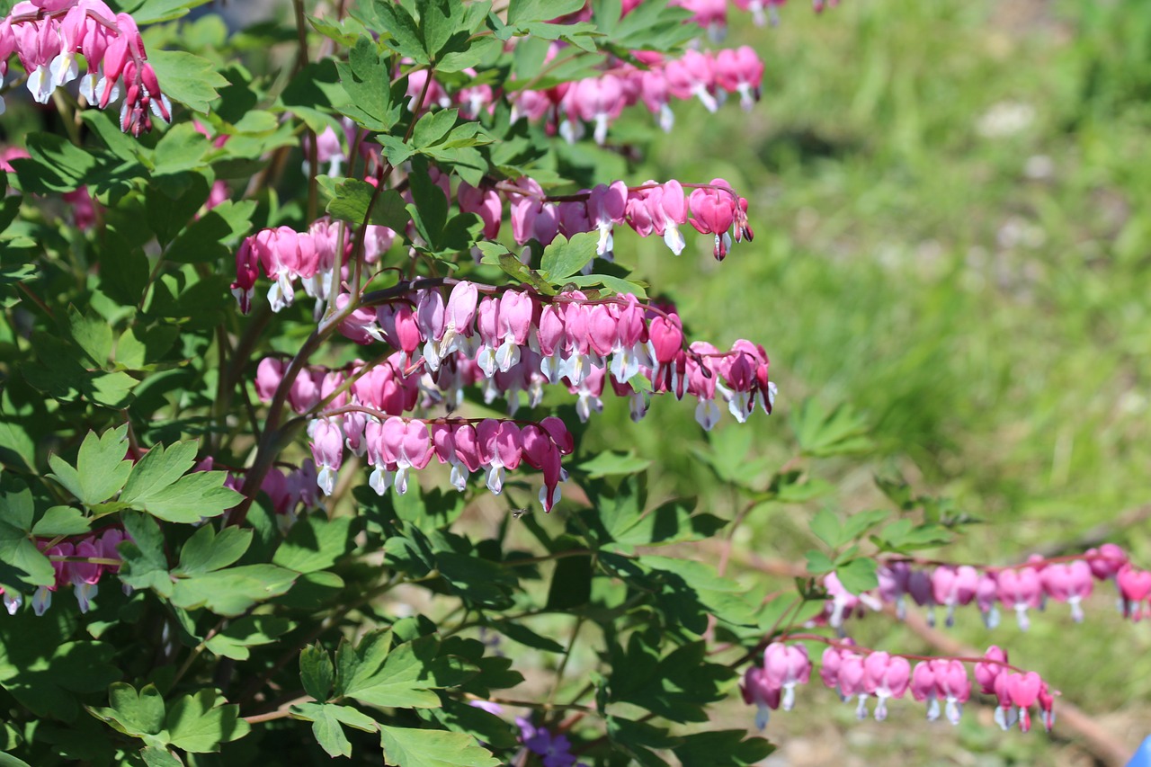 the bleeding heart  dicentra  broken heart free photo