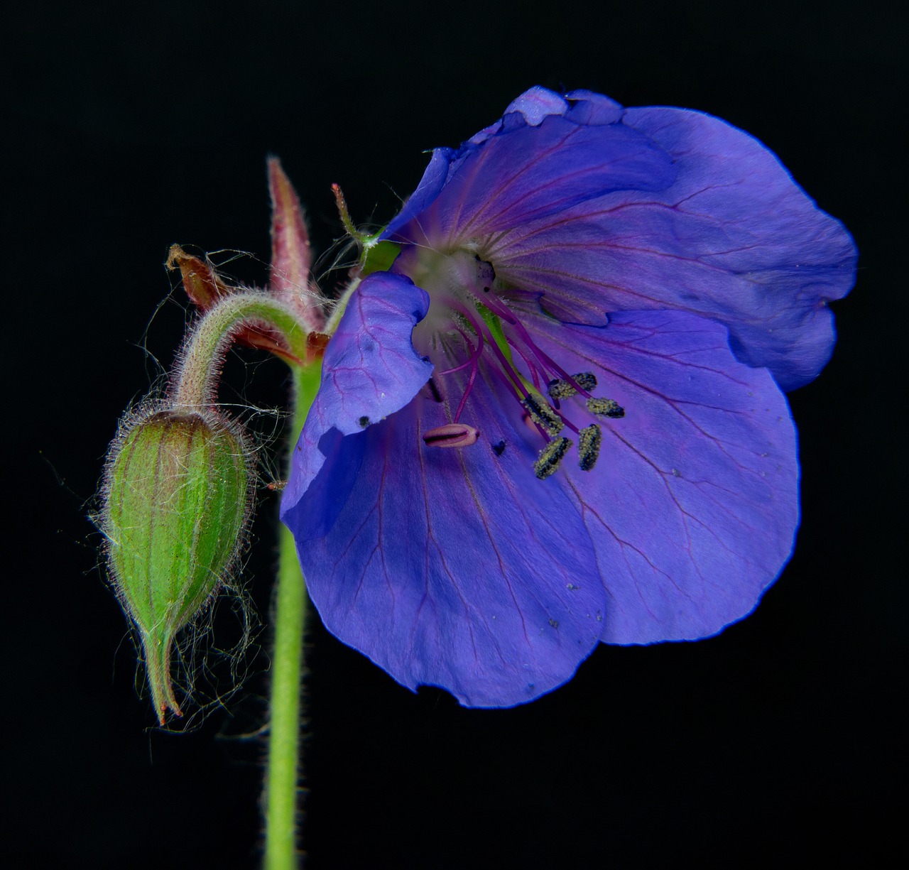 the blood of a stork's beak  vision violet  spring free photo