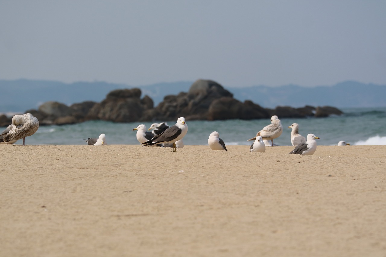 the body of water  sea  beach free photo