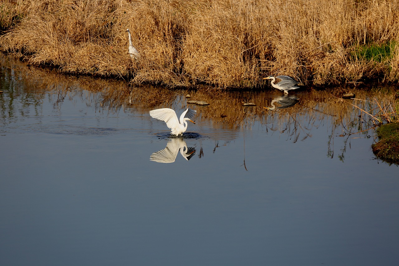 the body of water  lake  river free photo