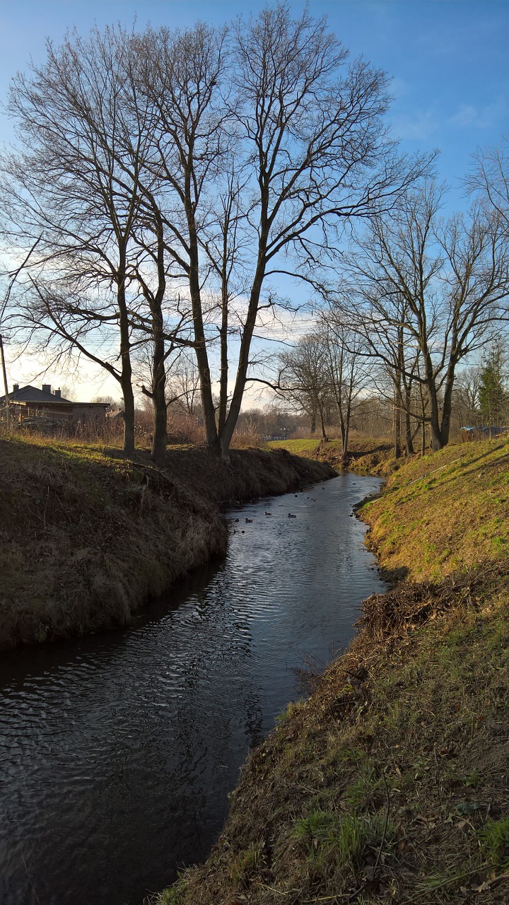 the brook tree river free photo