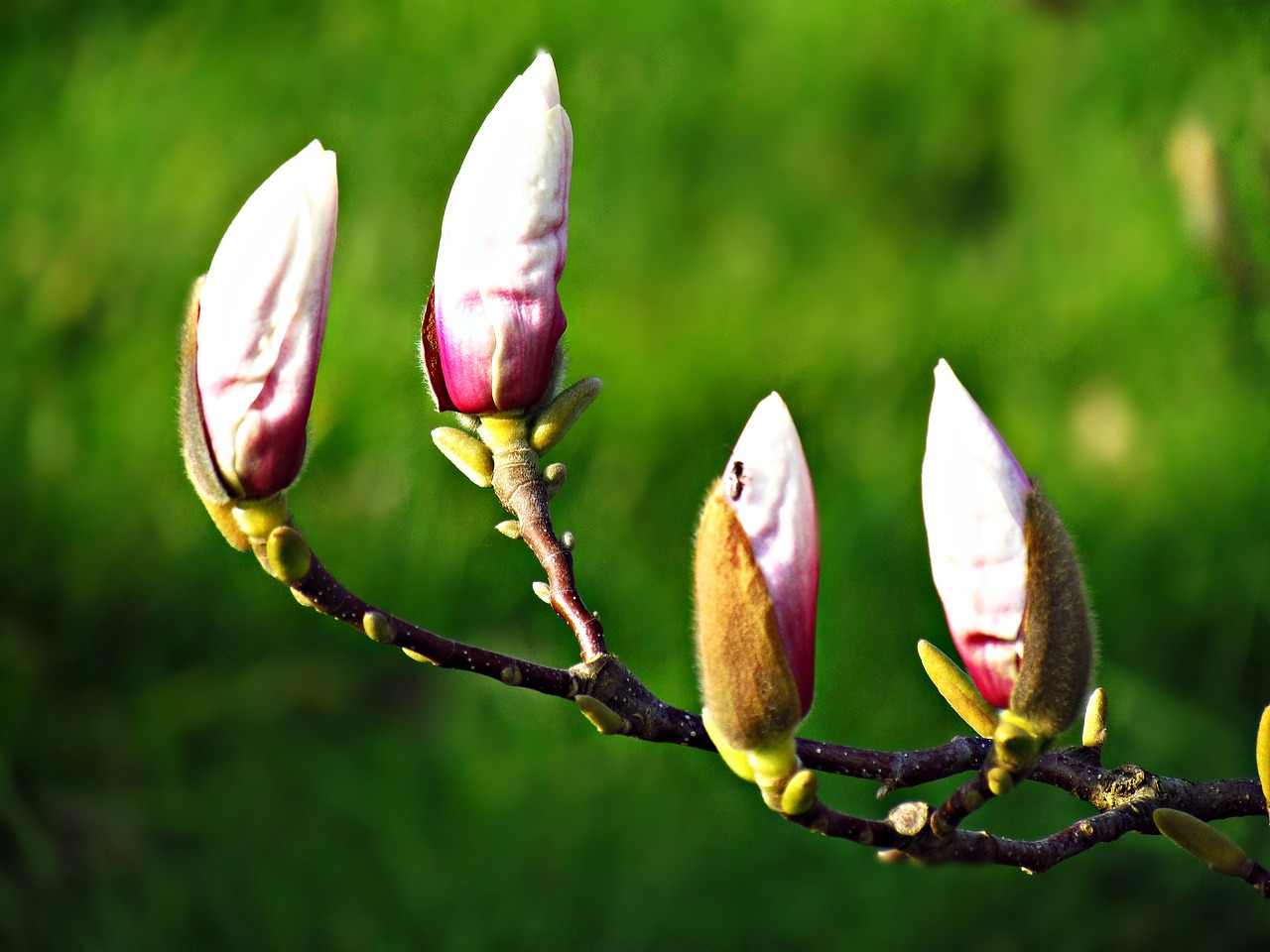 the buds flowers tree free photo