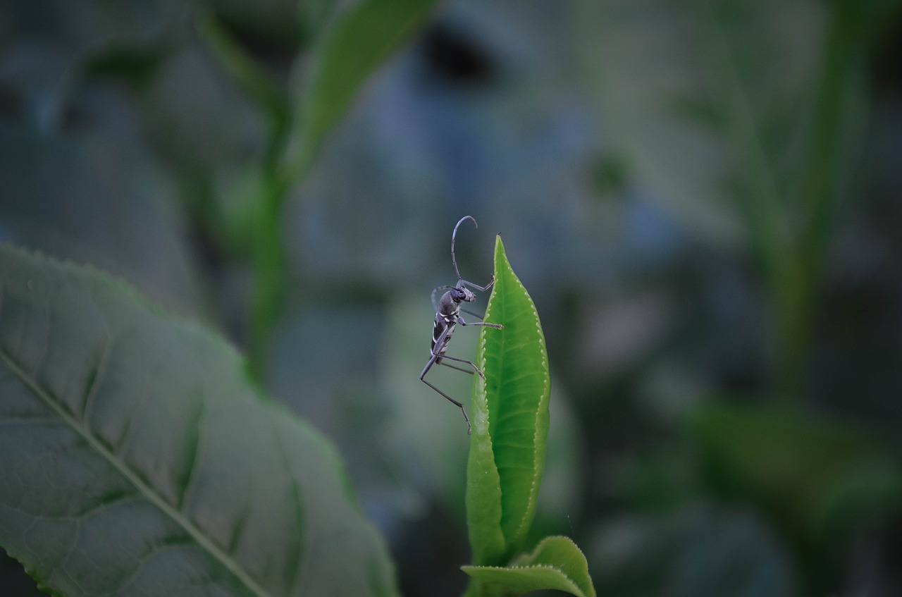 the bug  tea tree  bug free photo