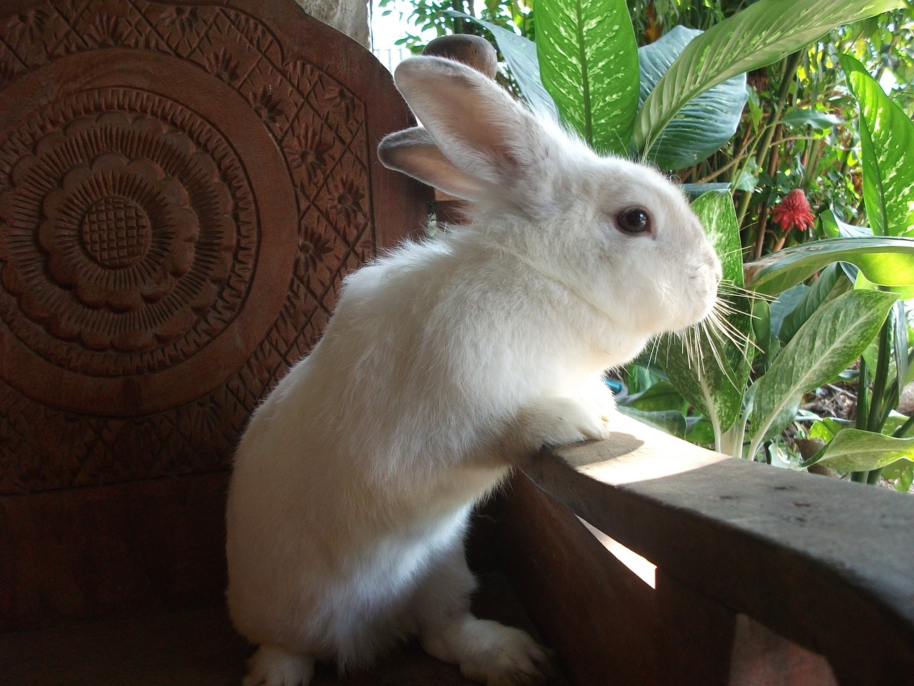 the bunny house thailand native free photo