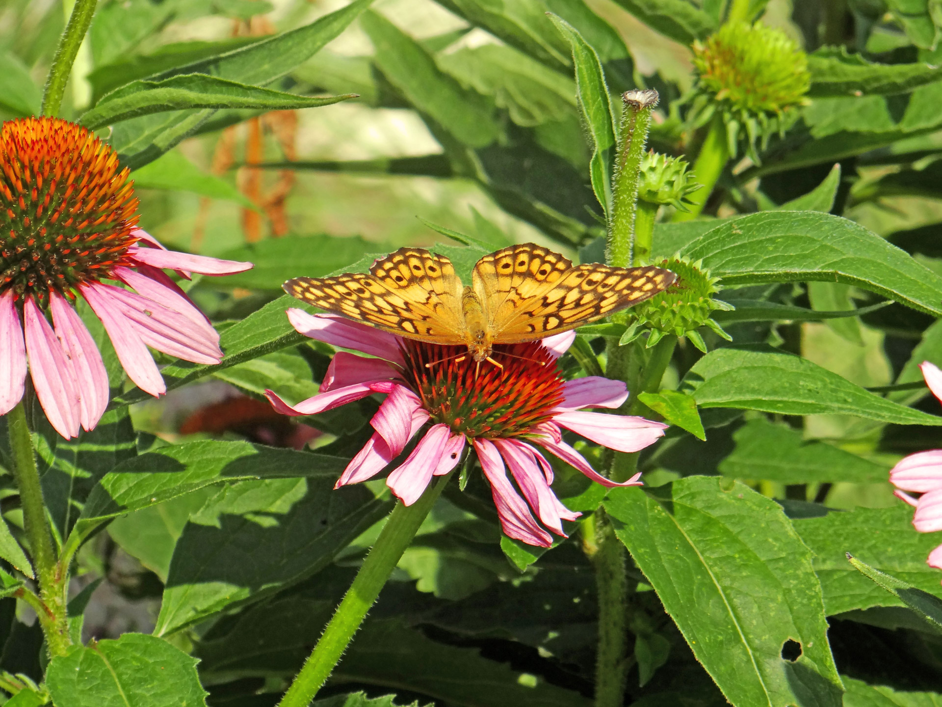 butterfly coneflower nature free photo