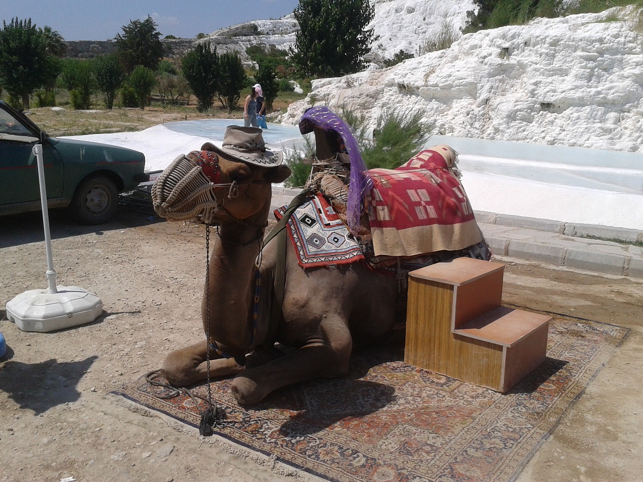 the camels live tourist attraction free photo