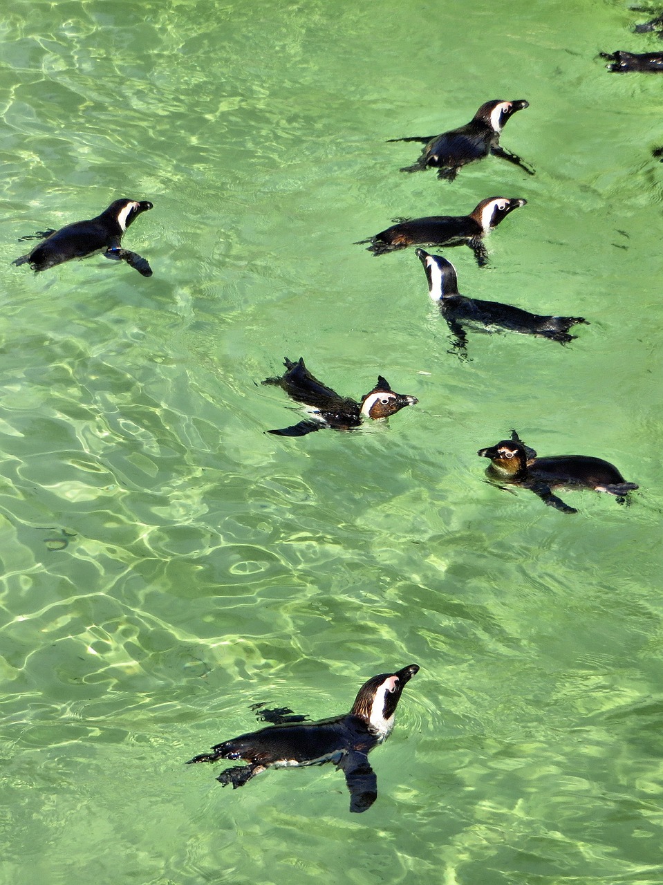 the cap penguins birds free photo