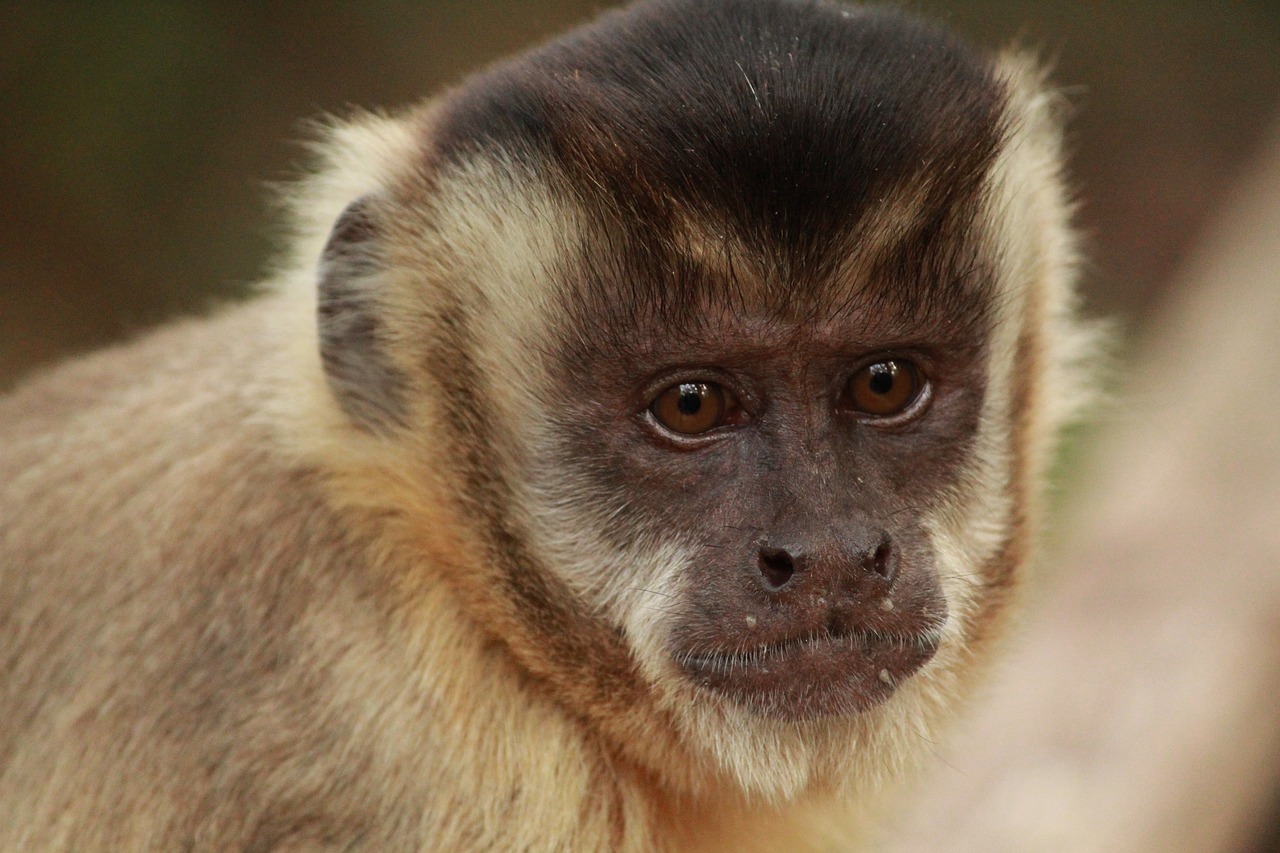the capuchin monkey  monkey  primates free photo