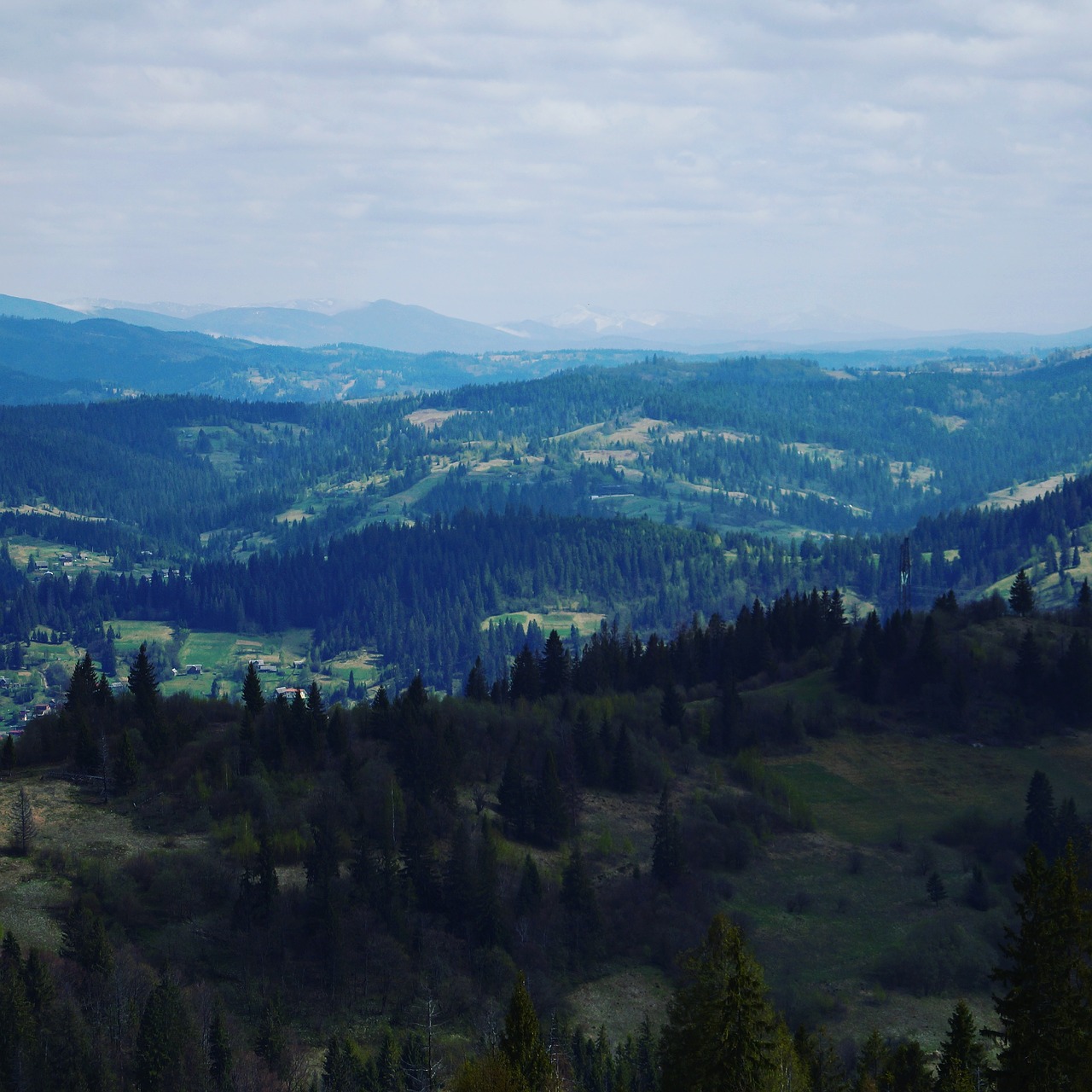 the carpathians mountains forest free photo