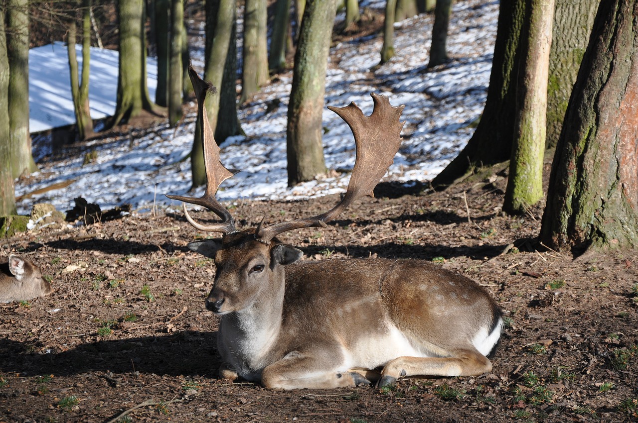 the castle game reserve náchod cz free photo