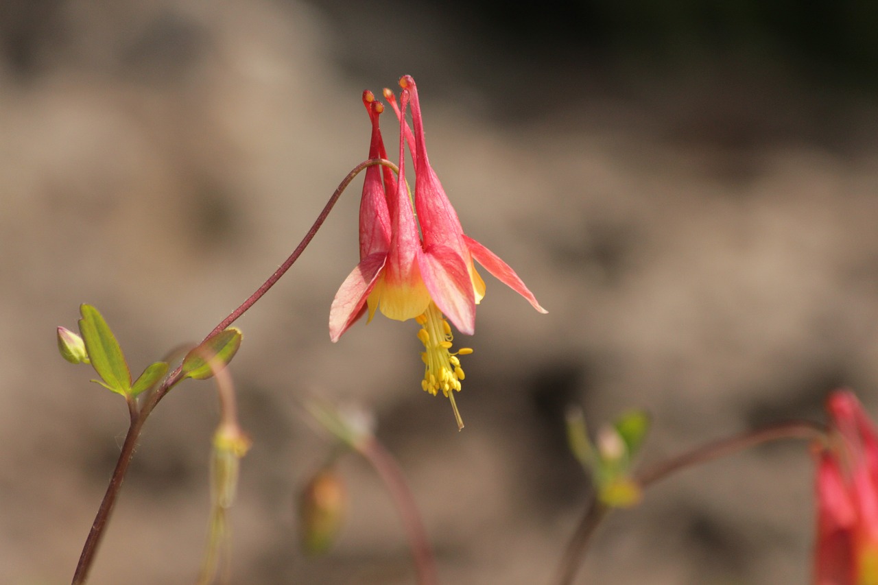 the catchment  flower  bloom free photo