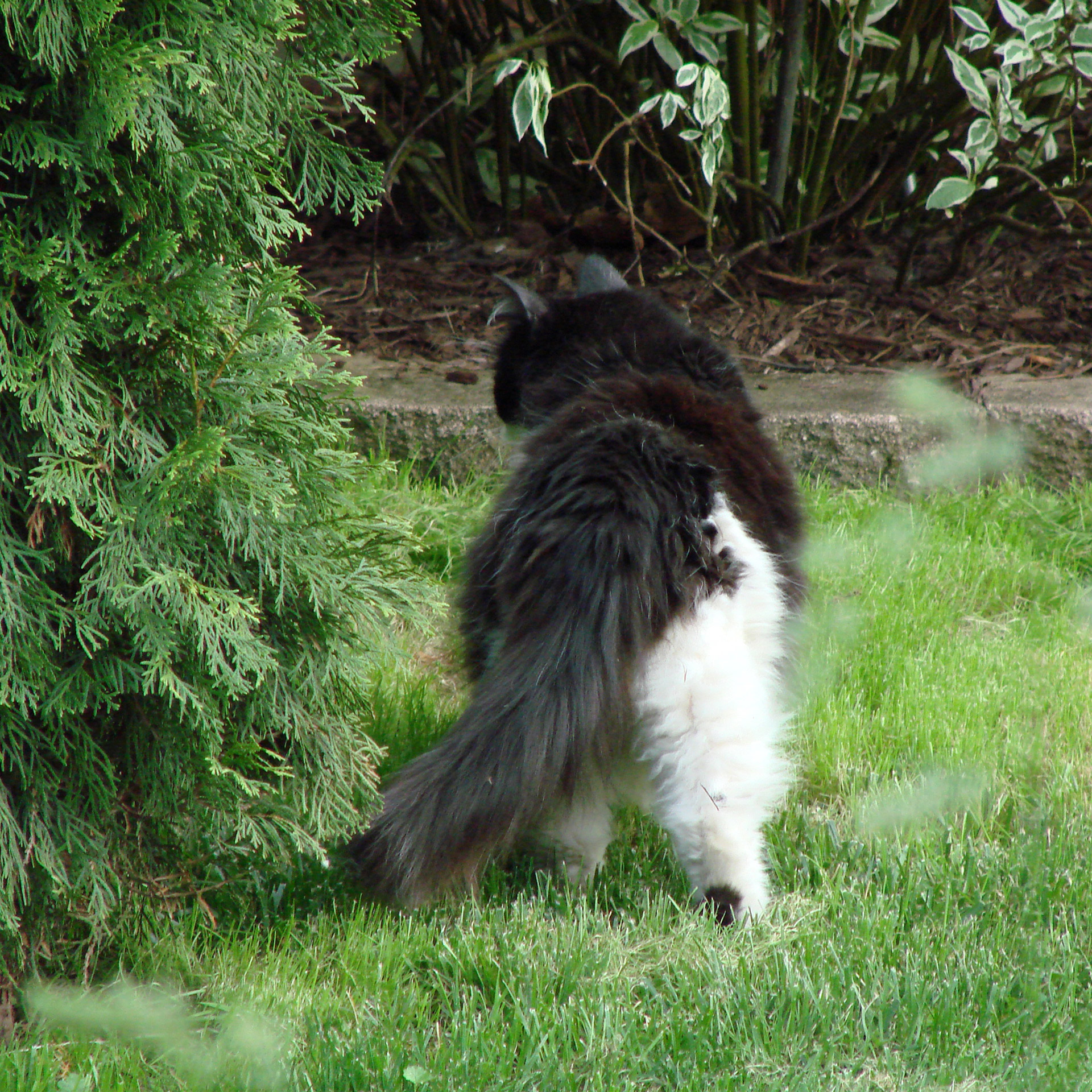 long hair domestic cat black and white fur free photo