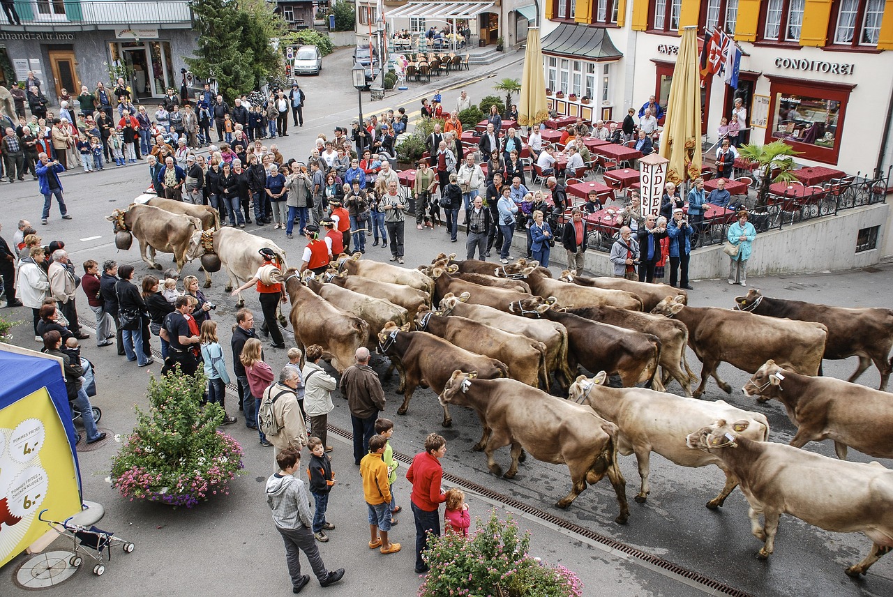 the cattle market the cow appenzell free photo