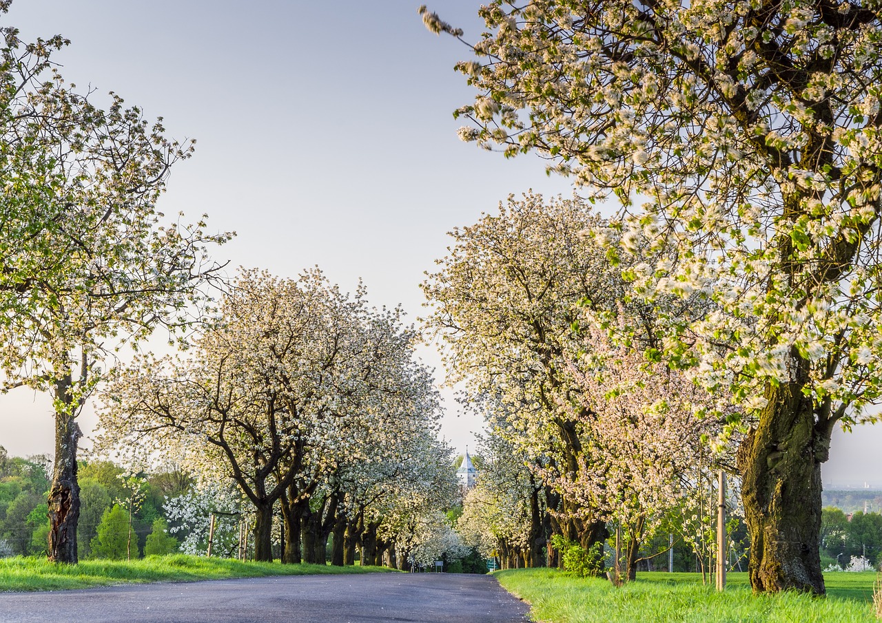 the cherry blossoms along the way  alley of flowering cherry trees  spring free photo