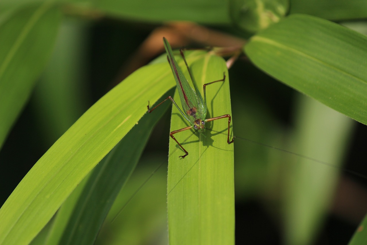 the chi  grasshopper  pool free photo