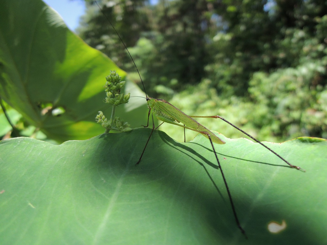 the chi nature taro free photo