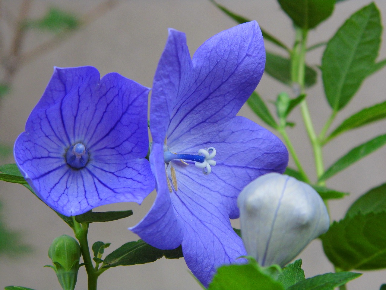 the chinese doorbell  balónovník veľkokvetý  blue flower free photo