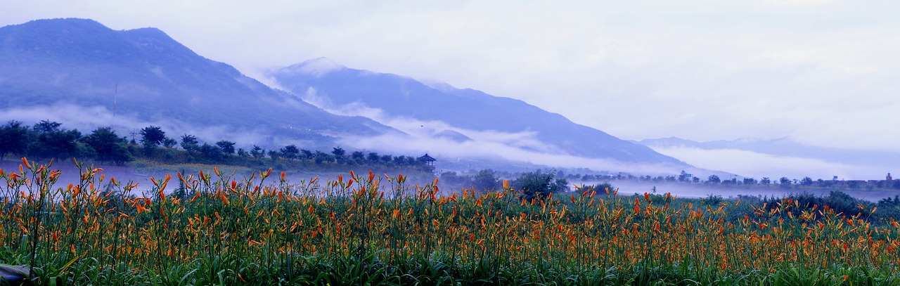 the cone and flower landscape jiri free photo