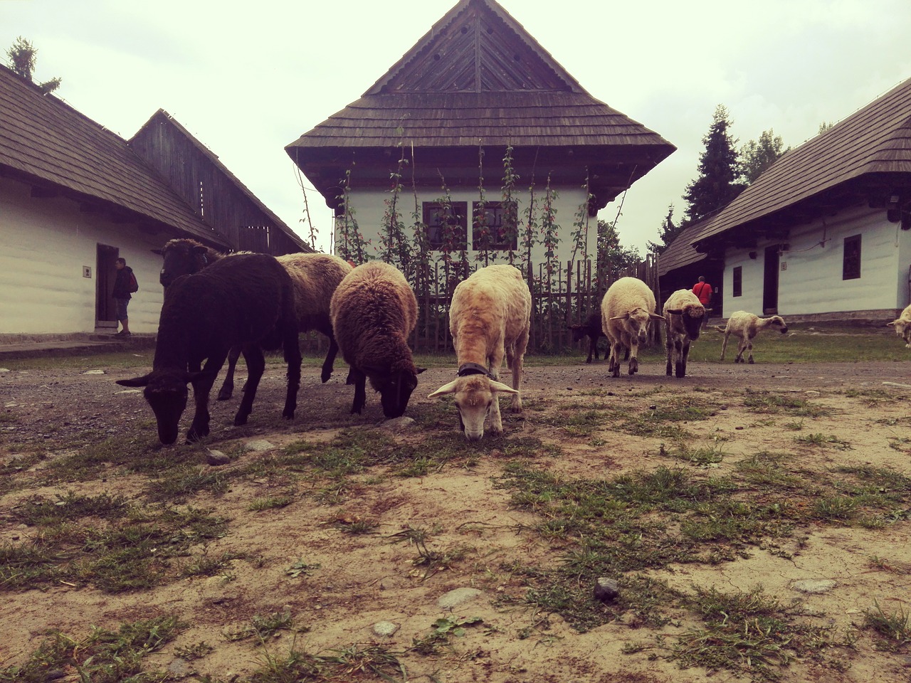 the countryside sheep hamlet free photo