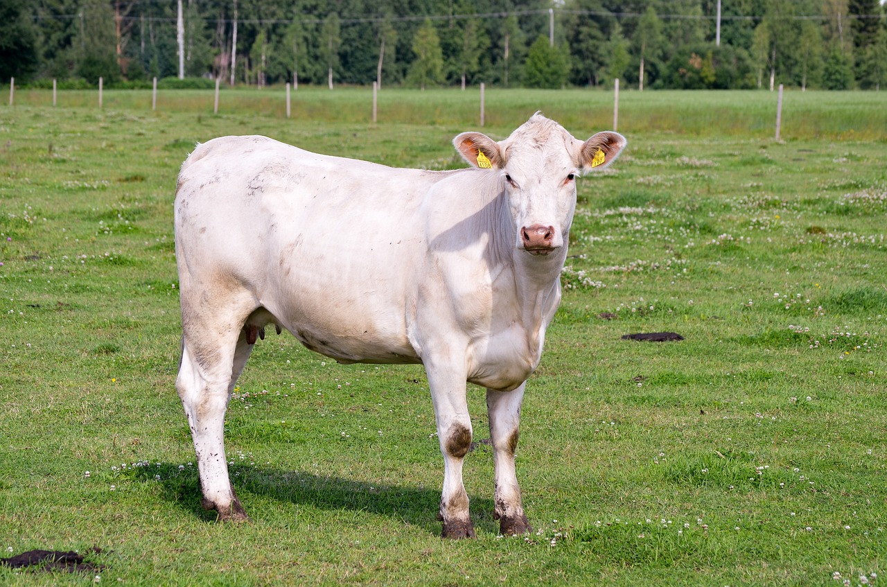 the cow charolais countryside free photo