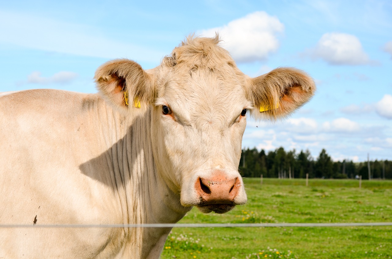 the cow charolais countryside free photo