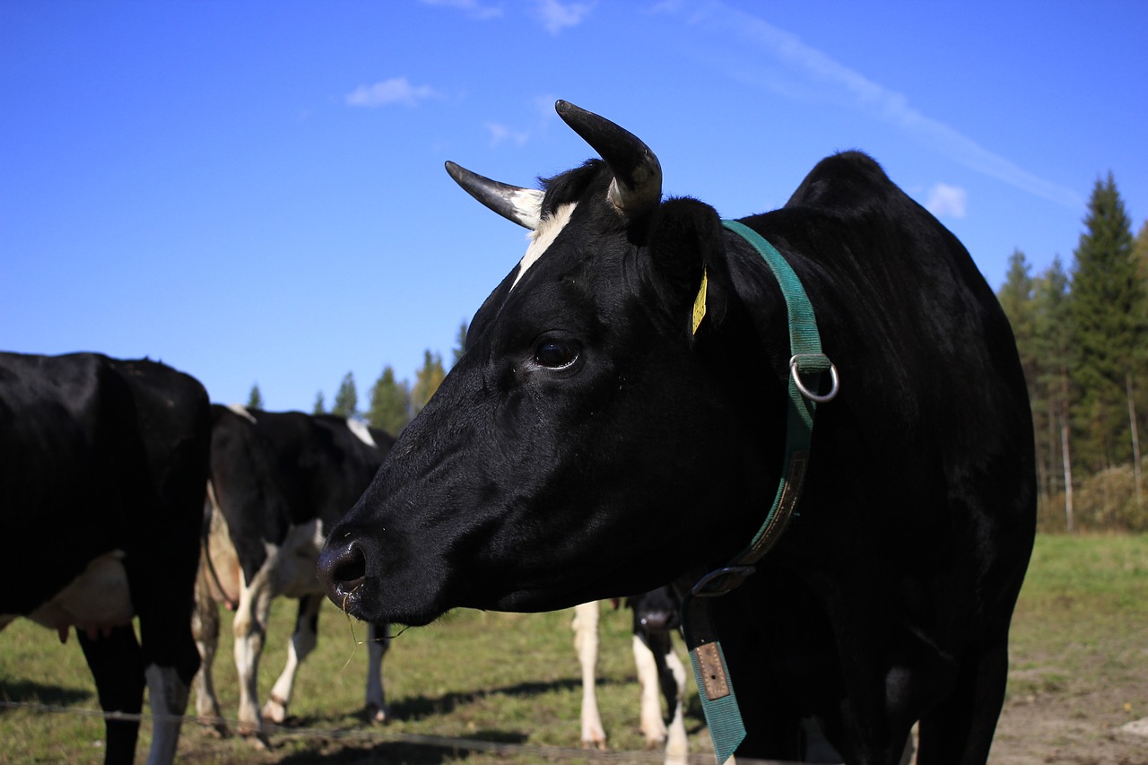 the cow pasture agriculture free photo