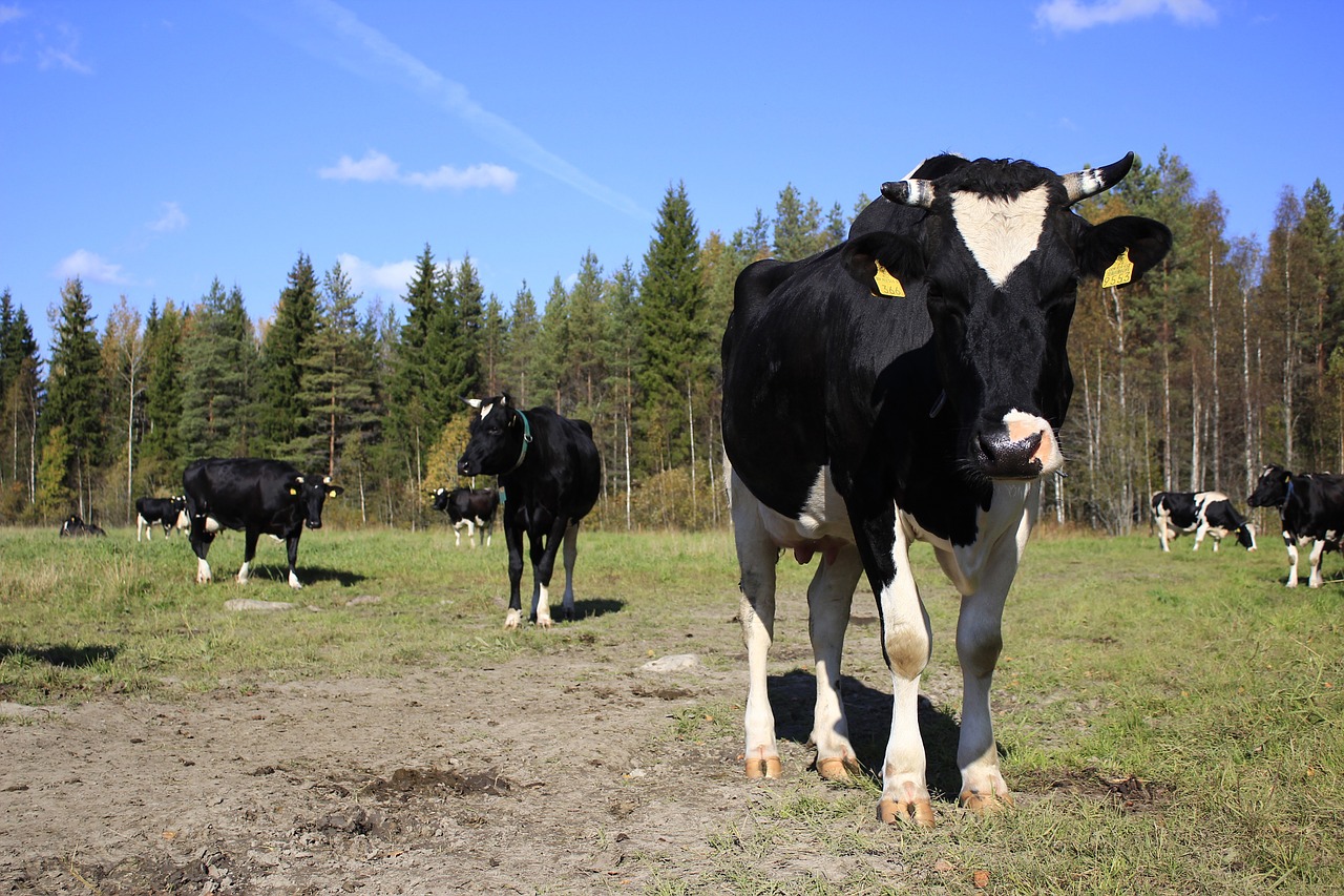 the cow pasture agriculture free photo