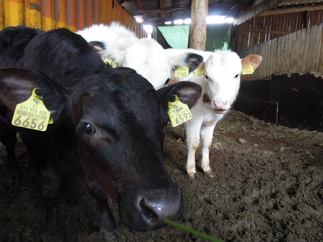 the cow barn black free photo